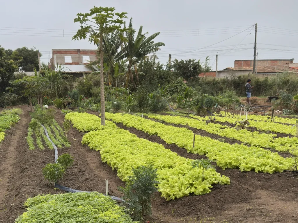 Horta com vários canteiros de alface verde organizados em fileiras de terra escura. No centro, há árvores altas e plantas tropicais. Ao fundo, aparecem casas simples, postes e fios elétricos sob um céu cinza. À direita, uma pessoa está em pé perto da plantação.