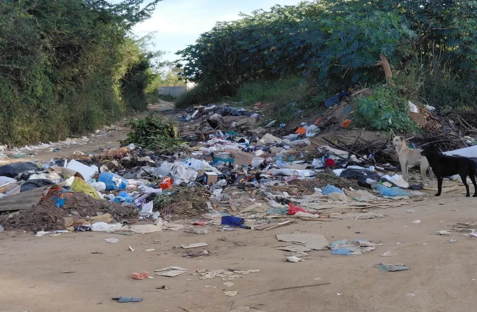 Estrada de terra coberta por uma grande quantidade de lixo e entulho. Os resíduos incluem plásticos coloridos, sacolas, papelões, pedaços de madeira e restos de vegetação. No lado direito da via, um cachorro preto e um cachorro de pelagem clara estão de pé próximos ao lixo. As laterais da estrada são cercadas por vegetação verde e densa, com arbustos altos e árvores sob um céu claro.